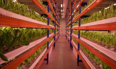 Emirates Flight Catering is opening the world’s largest farm in Dubai