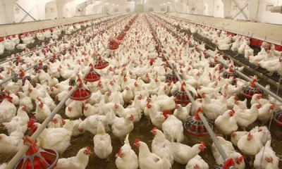 poultry farms