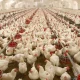 poultry farms