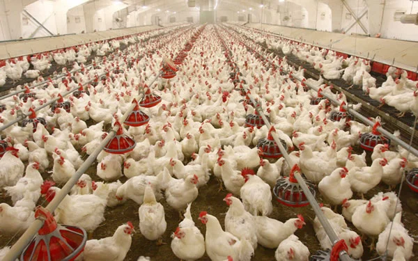 poultry farms