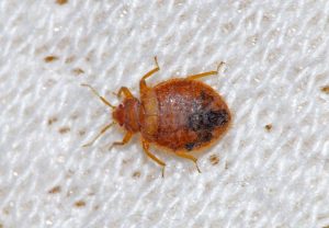 How To Get Rid Of Bed Bugs