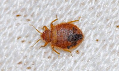 How To Get Rid Of Bed Bugs