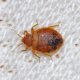 How To Get Rid Of Bed Bugs
