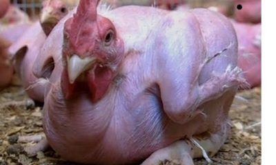 Featherless chickens lack vital vitamins - Expert warns consumers