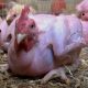 Featherless chickens lack vital vitamins - Expert warns consumers