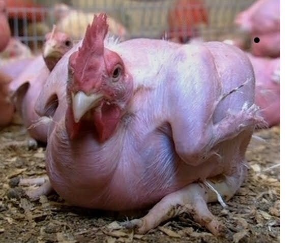 Featherless chickens lack vital vitamins - Expert warns consumers