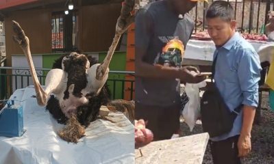 Unprecedented Year-End Extravaganza as Ostrich Slaughtered Live at "Farm Shop" in Ogun 