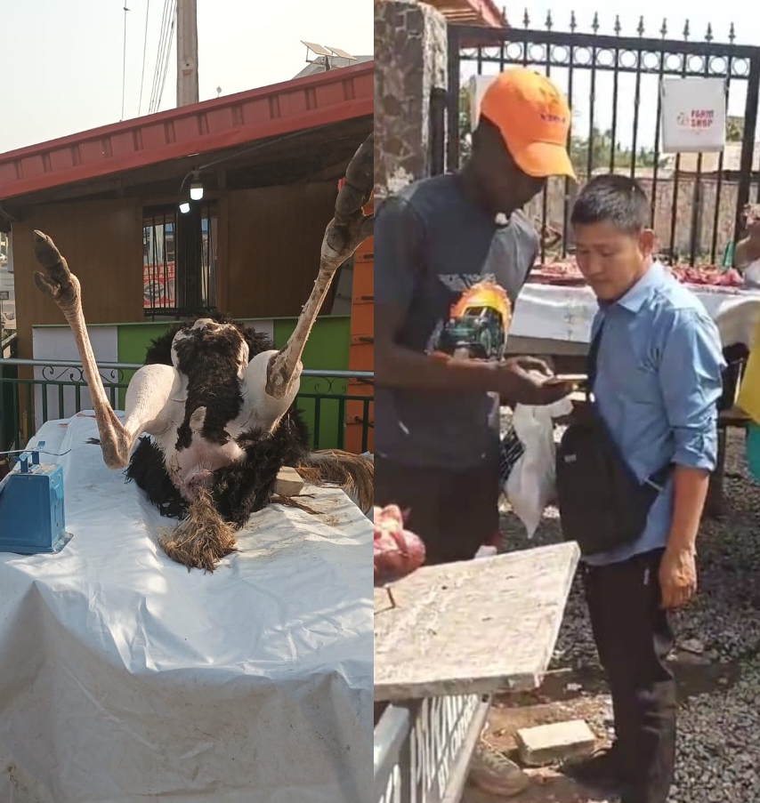 Unprecedented Year-End Extravaganza as Ostrich Slaughtered Live at "Farm Shop" in Ogun 