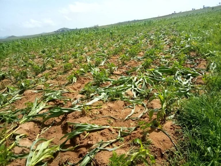 Food Insecurity: Yoruba Nation Agitators Raise Concern Over Farmland Destruction By Fulani Herdsmen