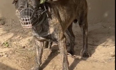 Police vow justice for guard killed during dog attack